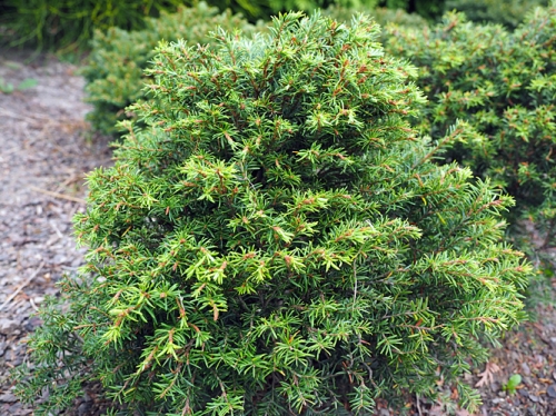 Tsuga canadensis 'Rugs Washington Dwarf' 